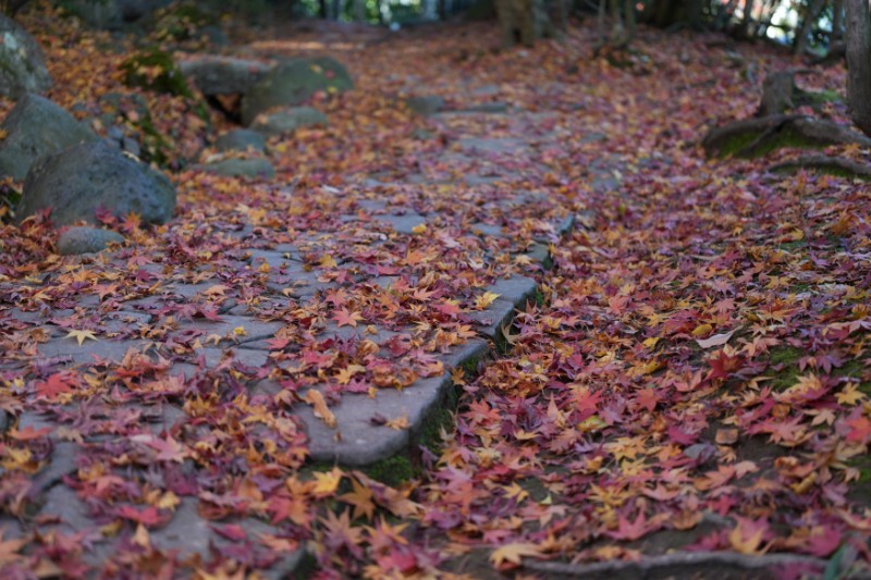 足取りを静かに受け止める、秋の柔らかな階