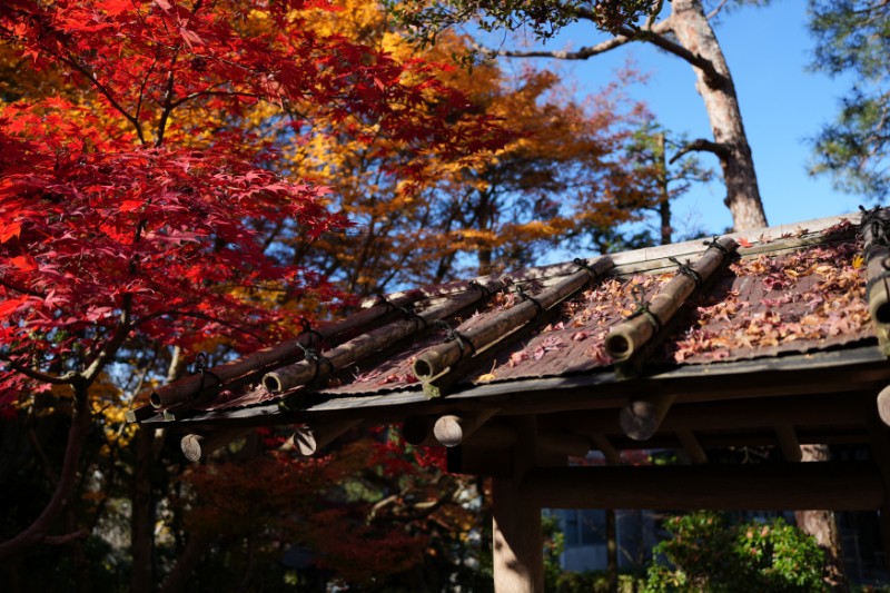 光に照らされて、屋根をそっと染めていく