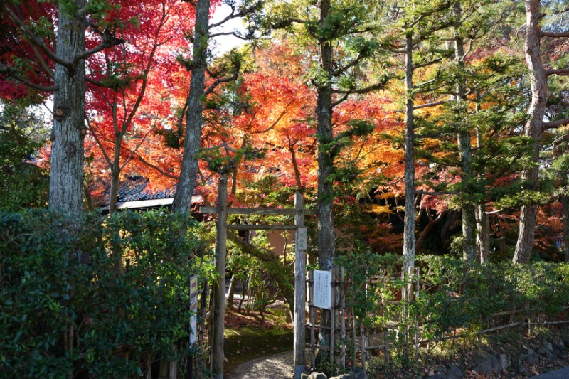 朱色の枝が描く、秋への最初の一行