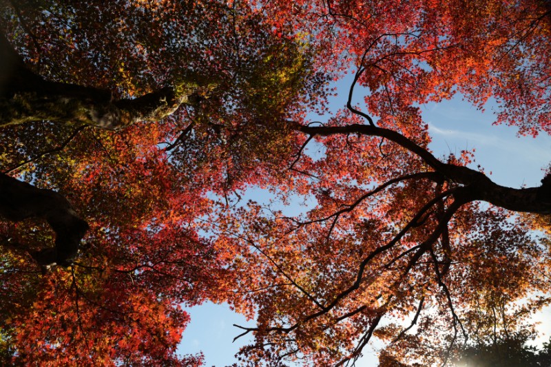 葉が降り、光が落ち、色は音を忘れていく