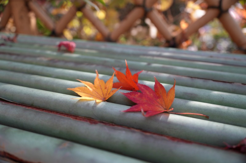偶然に結ばれた秋の共演