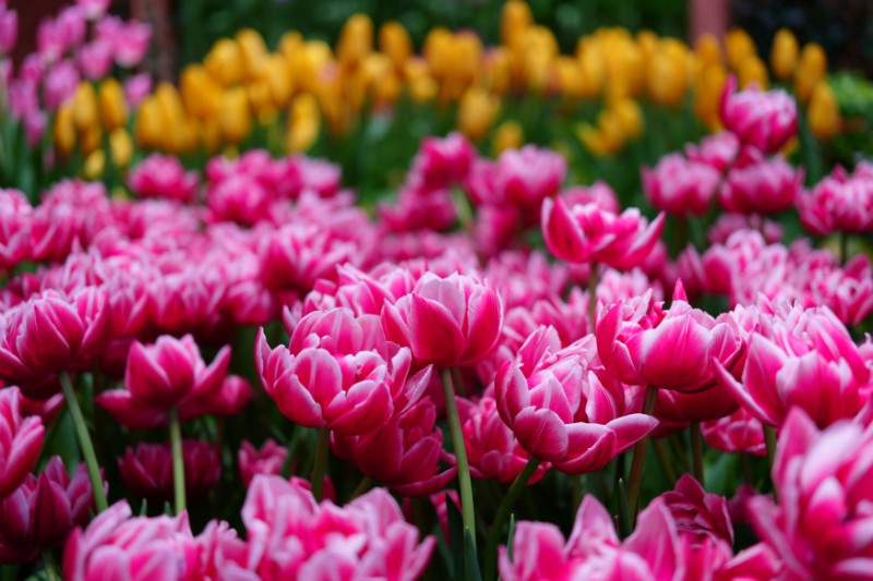 春の余韻をまとい、静かにほどける色