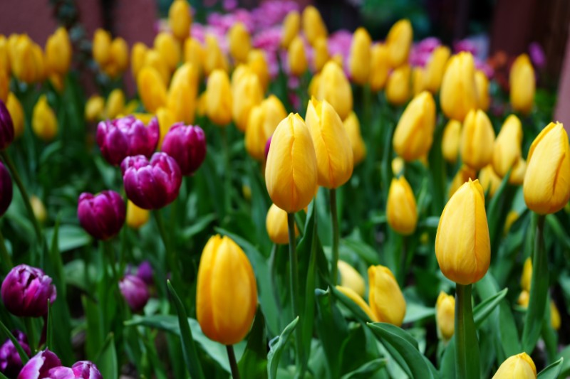 朝をともす、やさしい黄色の灯火