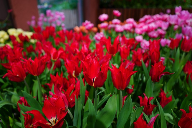 風に触れ、赤がそっと羽ばたく