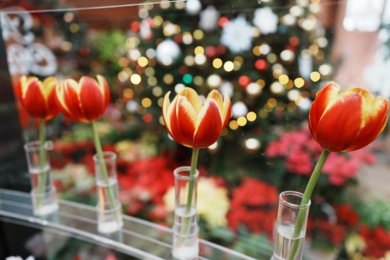 冬のひかりに、そっと灯る赤い息づかい