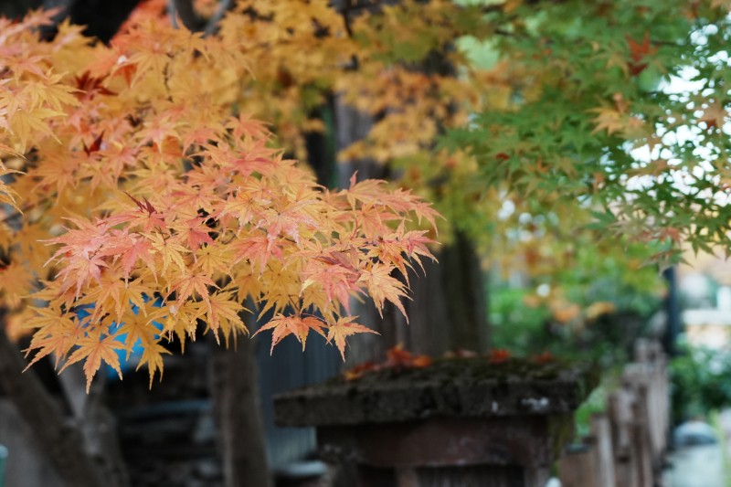 季節が語り合う、赤と緑のあわい