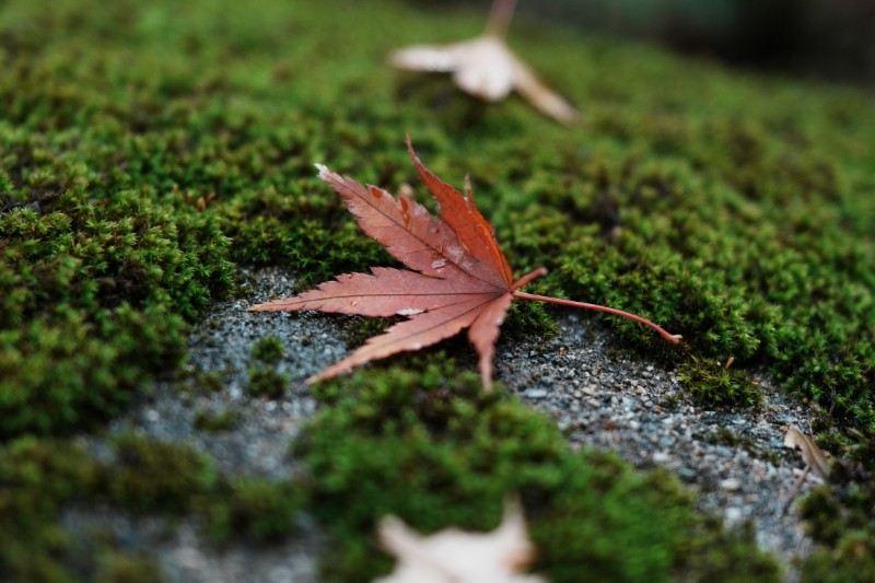 ひとひらの赤が、静かに季節を締めくくる