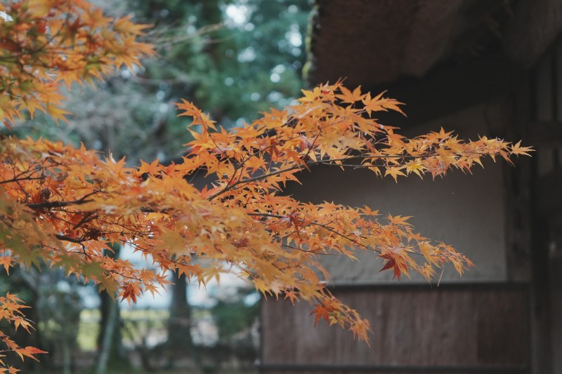 記憶の上に落ちる秋の光