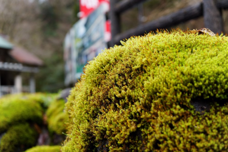 雨と時間が育てた、緑の絨毯