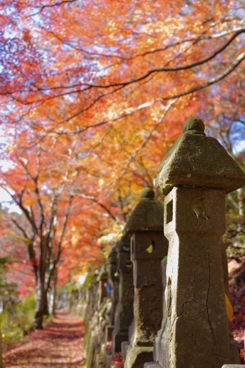 長慶寺の秋は、歩くほどに心をほどいてくれる