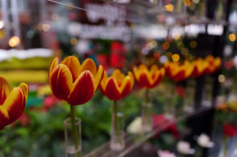 冬のひかりに、そっと灯る赤い息づかい