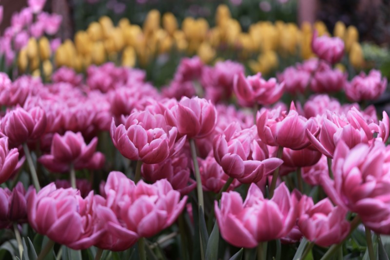 重なり合う花弁が、静かな季節にやさしい余白をつくる