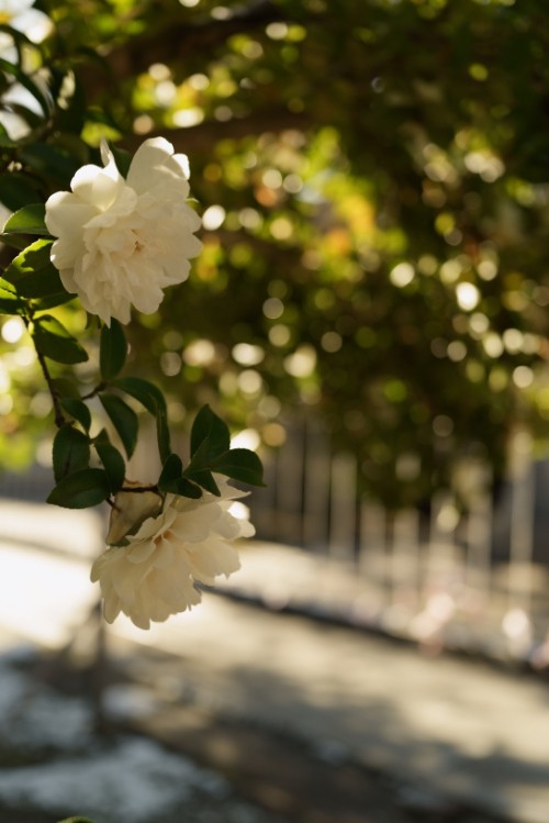 語らぬ白、ひかりにほどける