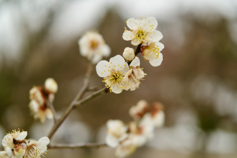 咲き始めの白梅