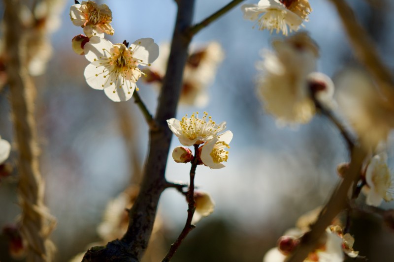 光をまとった梅の花