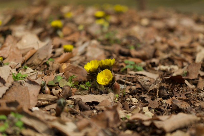 落ち葉の隙間から顔を出す福寿草。冬の名残の中で、春がそっと息を吹き返す。