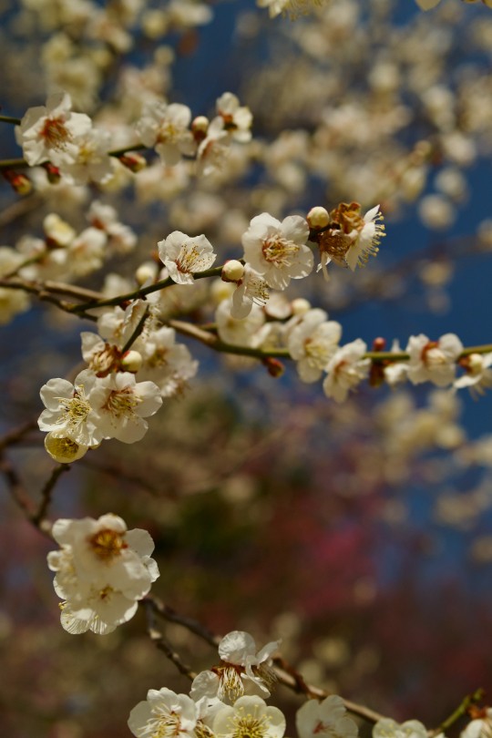 ほころぶ白梅。透き通る花弁が、季節の始まりを告げる。