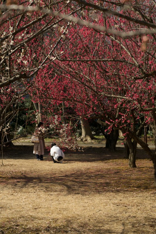 馬場記念公園に咲く紅梅。枝の重なりが、春の空を染める。