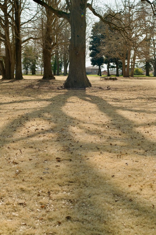 冬の名残を残す芝生の上に、春の陽射しが長い影を落としていた
