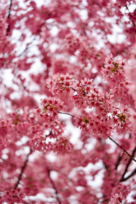 視界のすべてが桜になるとき、春は外ではなく、内側に満ちていく