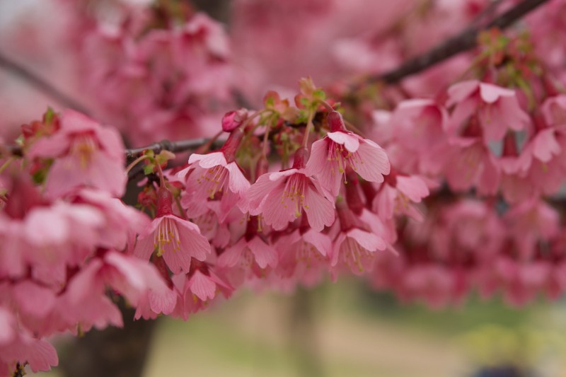 見えなくなっても、色だけは残り続ける、それが春の余韻