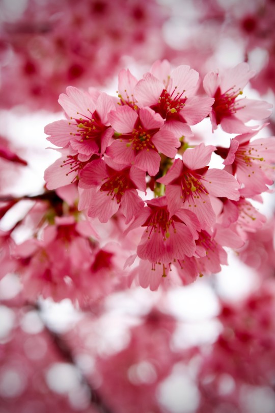 一輪に近づいたとき、春は“広がり”ではなく“密度”として現れる