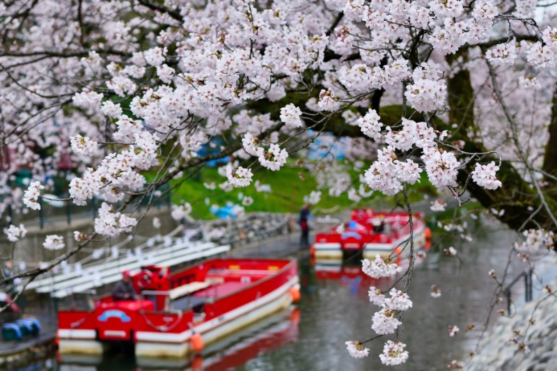桜越しに覗く松川の遊覧船