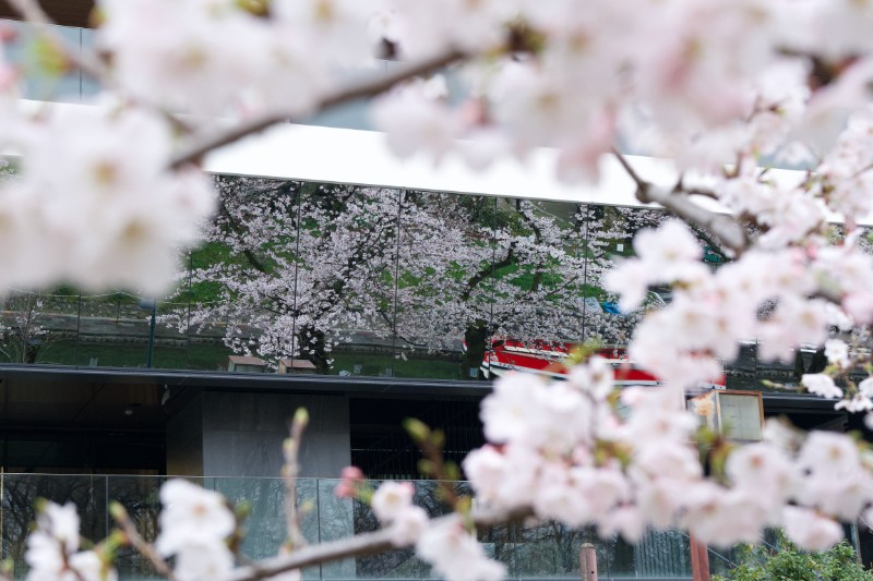 ソメイヨシノの隙間から覗くガラスの壁に、もうひとつの桜が静かに映り込む