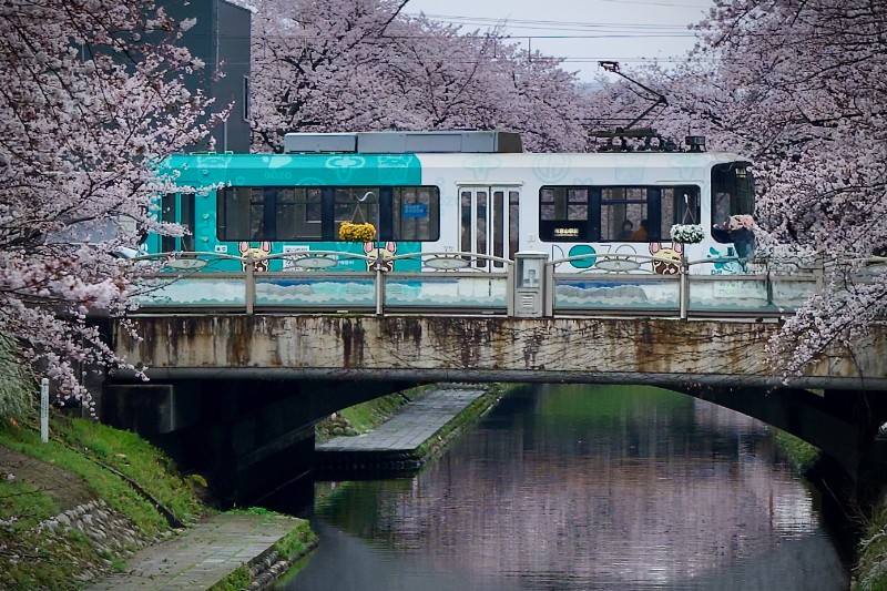 満開の桜に包まれて走る路面電車