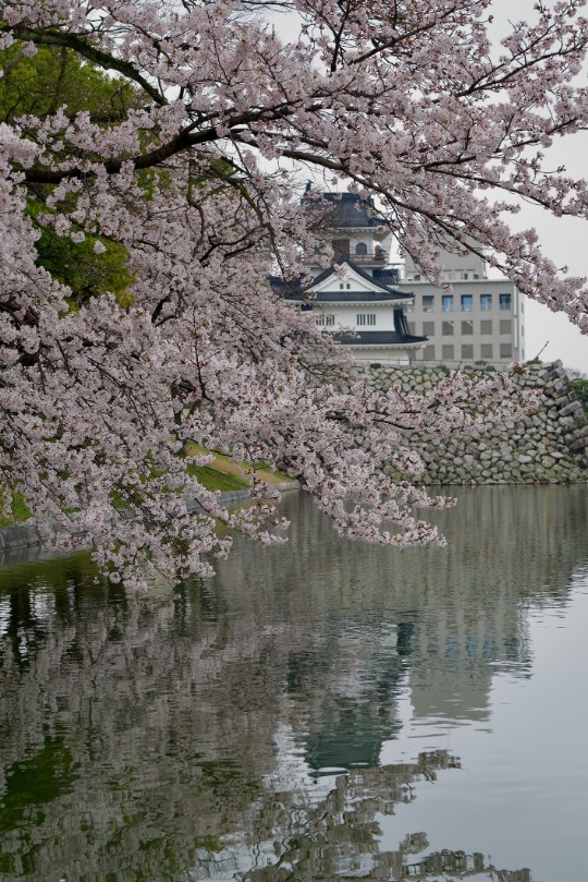 枝を前景に配置し、城をあえて隠す構図