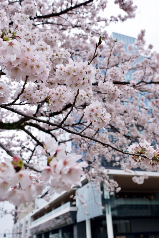曇り空の下でこそ際立つ、繊細な美しさ