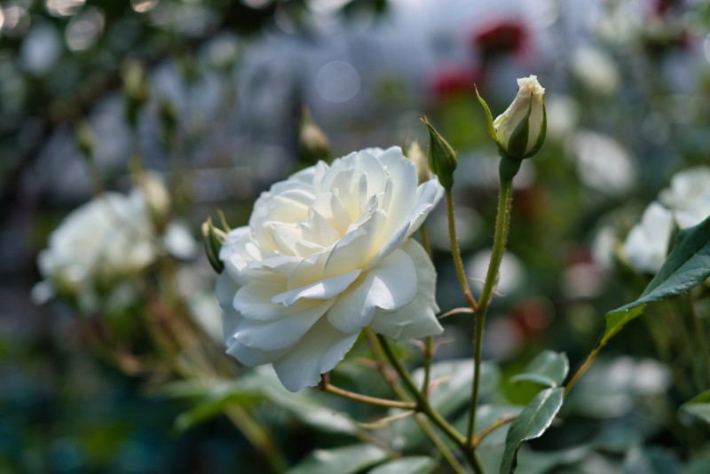 やわらかな光に包まれた、静寂の白薔薇。