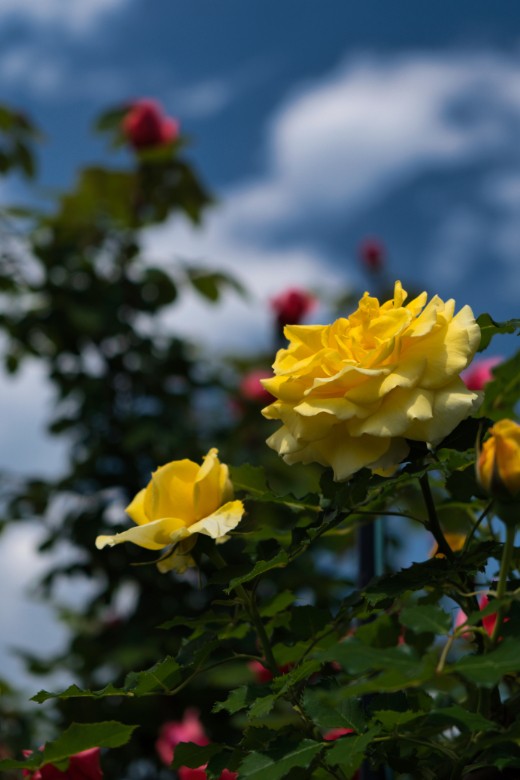 青空を背景に、陽射しを抱きしめるように咲く黄色い薔薇。