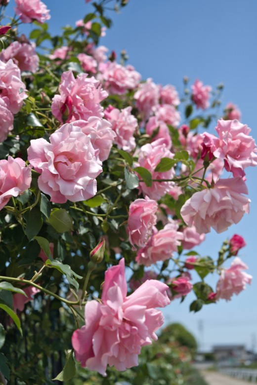 青空へ向かって、花たちが軽やかにほどけていく。