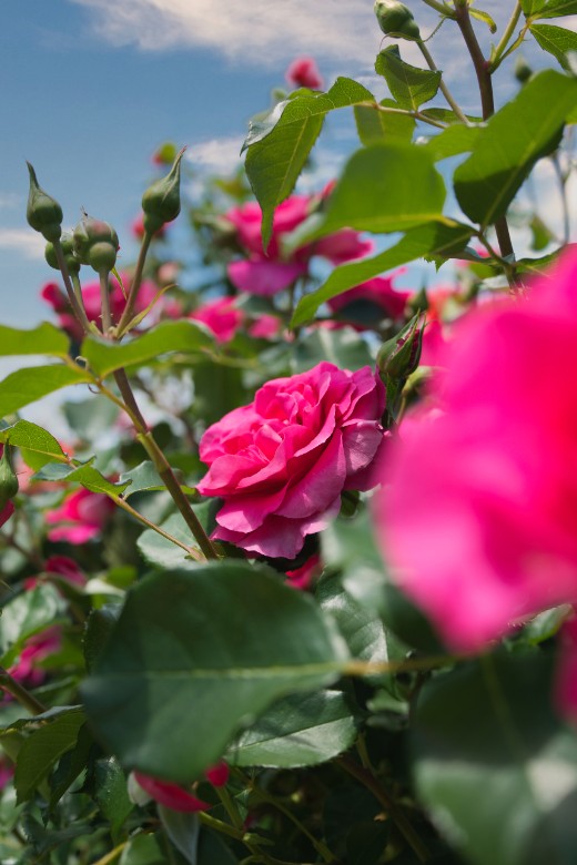 まだ咲ききらない蕾と、揺れる花のあいだにある時間。
