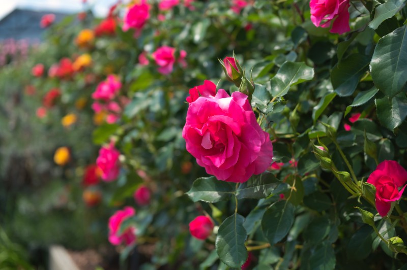 鮮やかな薔薇が連なり、初夏の風を彩っていた。