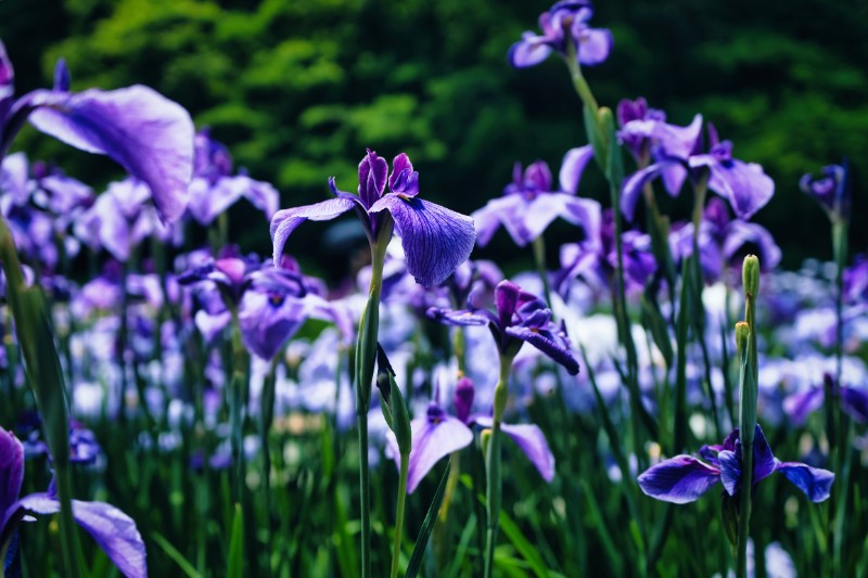 風に揺れる紫の花しょうぶたち