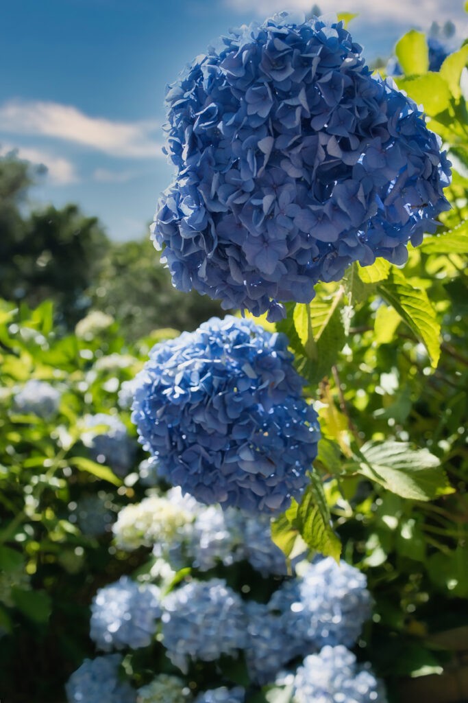 空を見上げるように咲く紫陽花