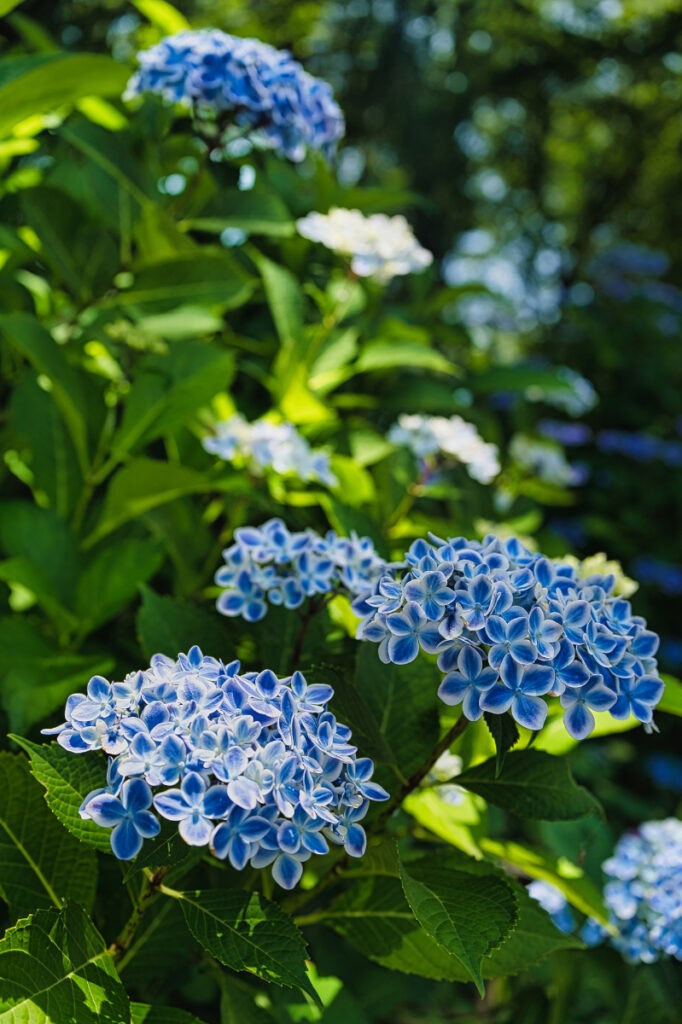 木漏れ日に照らされた紫陽花