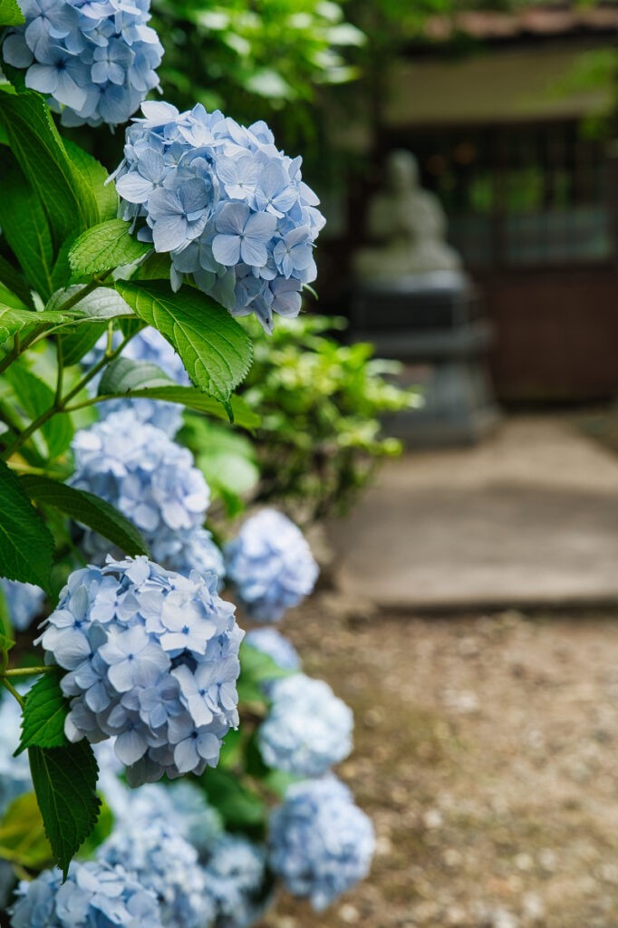 紫陽花の向こうで、静かに見守るお地蔵さん