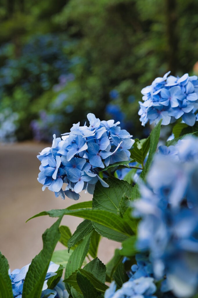 深緑を背景に、静かに咲く淡い青の紫陽花