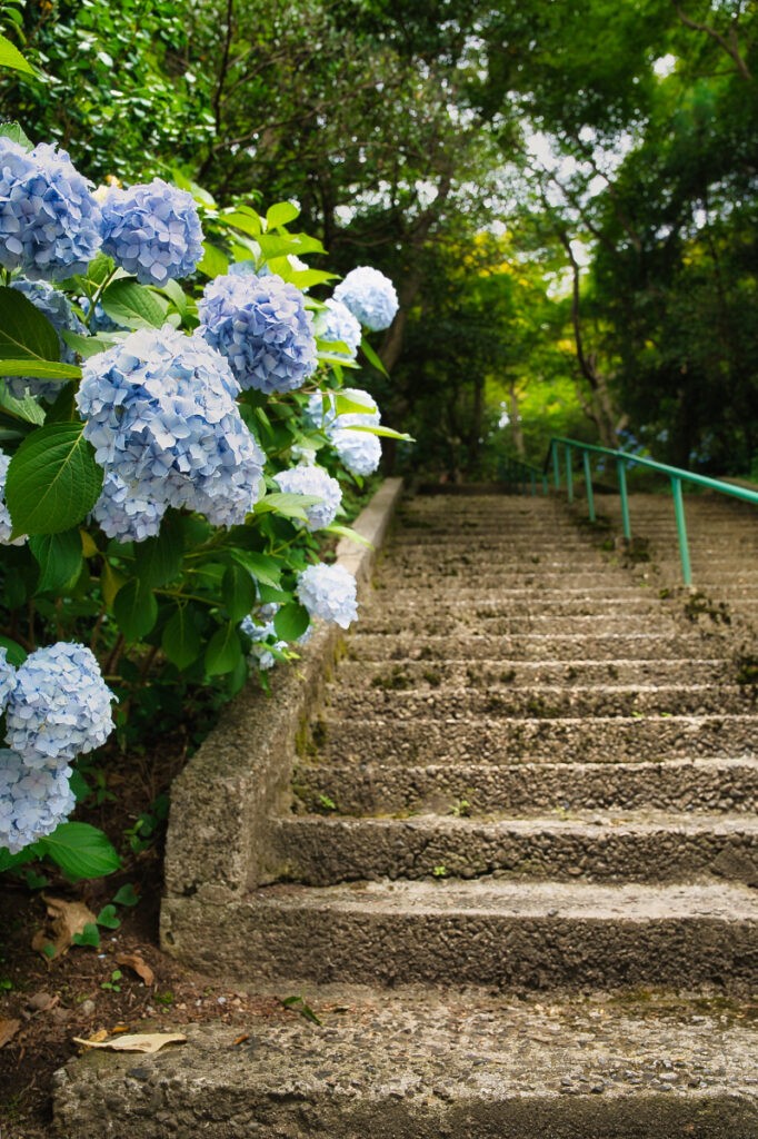 淡い青の紫陽花が、静かに石段を見守る。