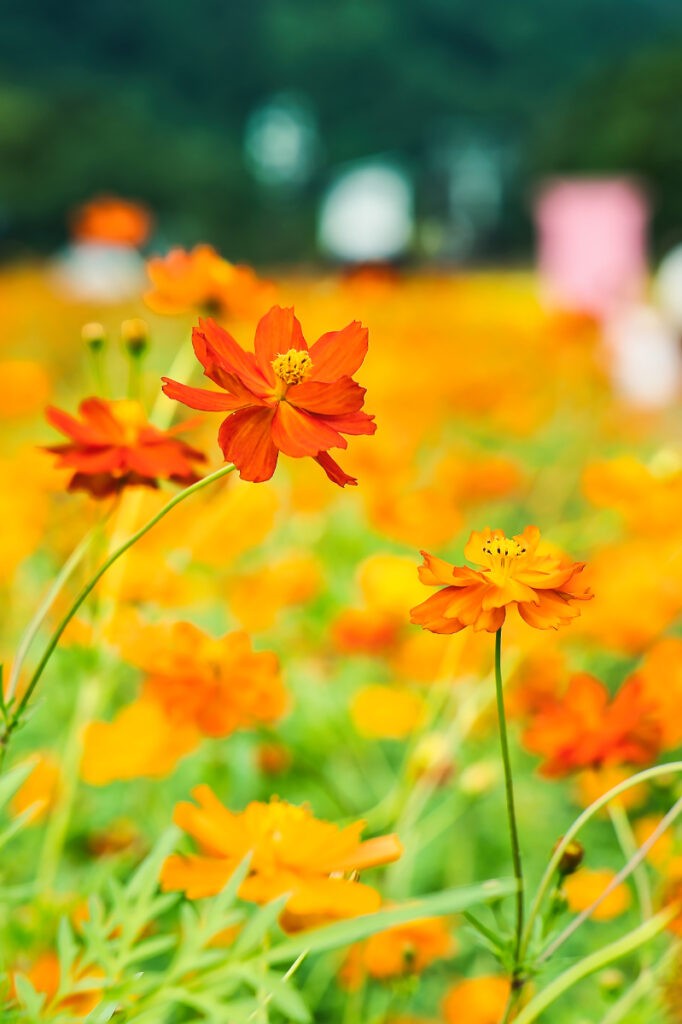 群れの中からすっと伸びたオレンジの花。まわりの色を背景に、凛とした佇まいを見せていた。