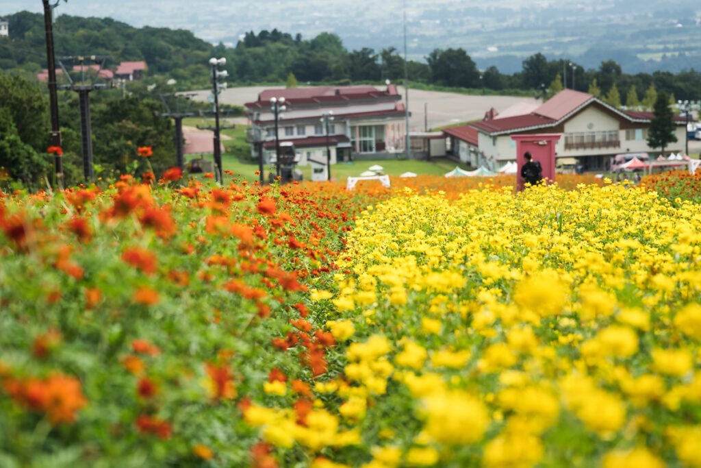 オレンジと黄色、くっきりと分かれた花の帯。奥にはロッジの赤い屋根。