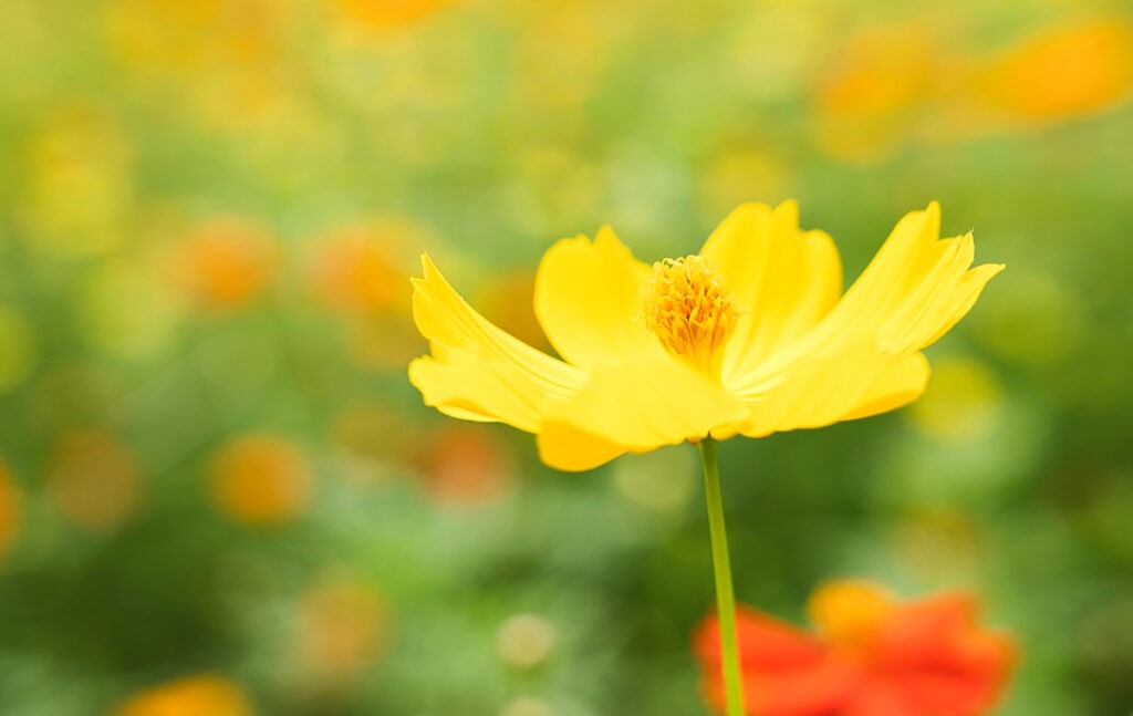 柔らかな黄色の花びらが、風に流れるように片側へなびいていた。